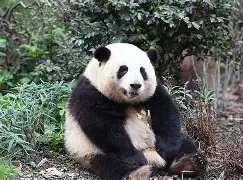 猫坐车表情包-九游登录入口