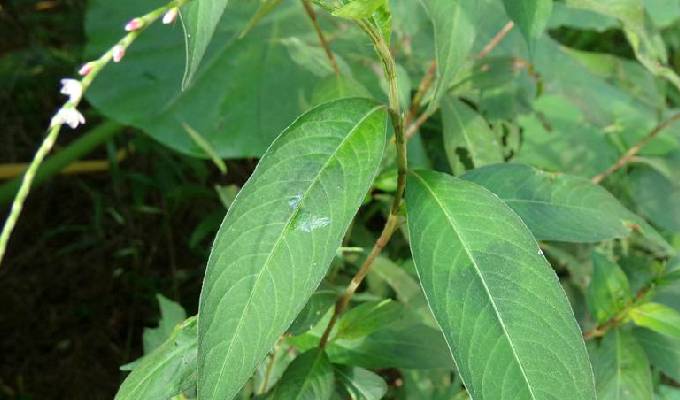 Q2蓼橛叩A囀I(桩尖q235b是什么)-九游网页版